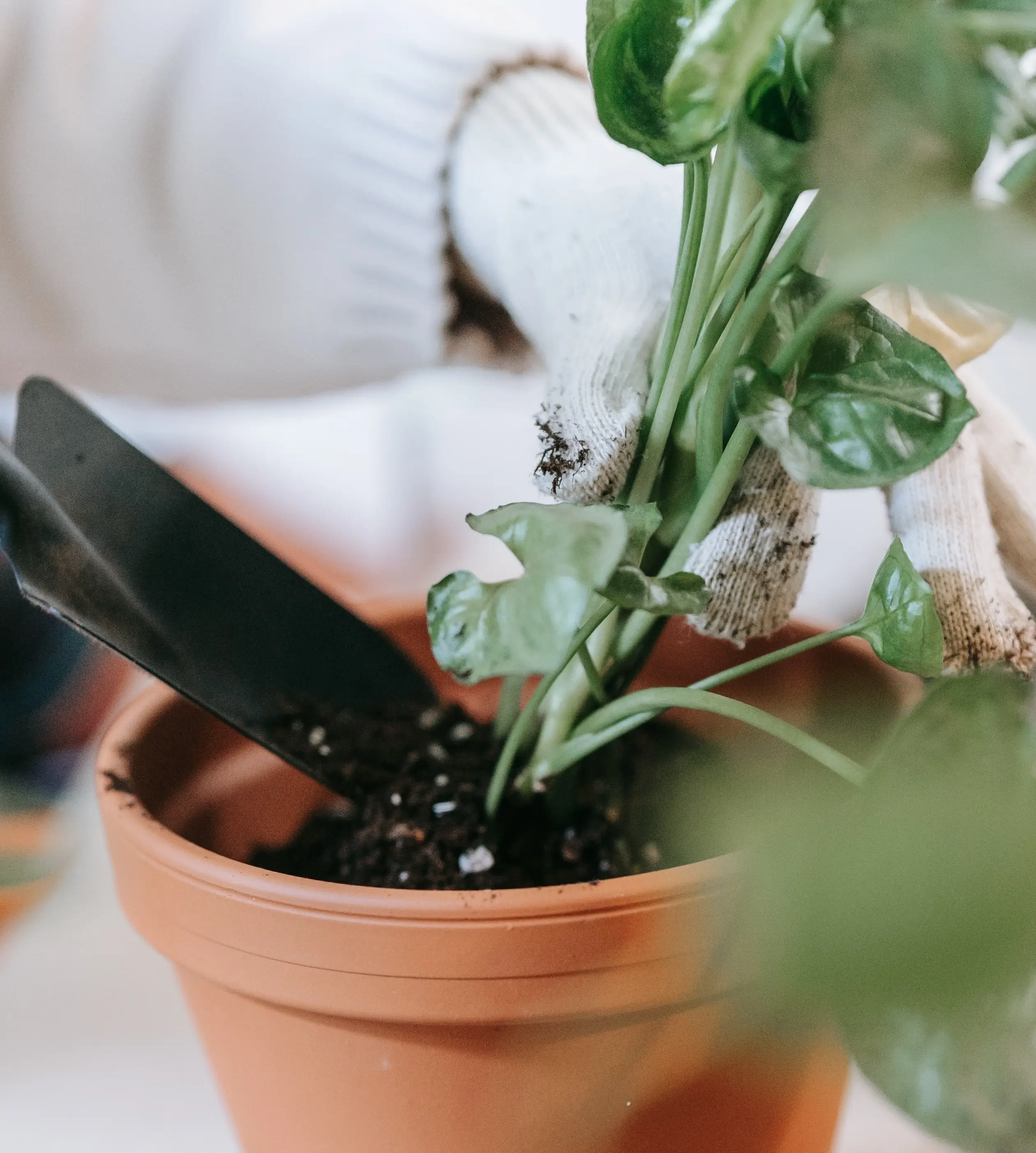 Man clean plant