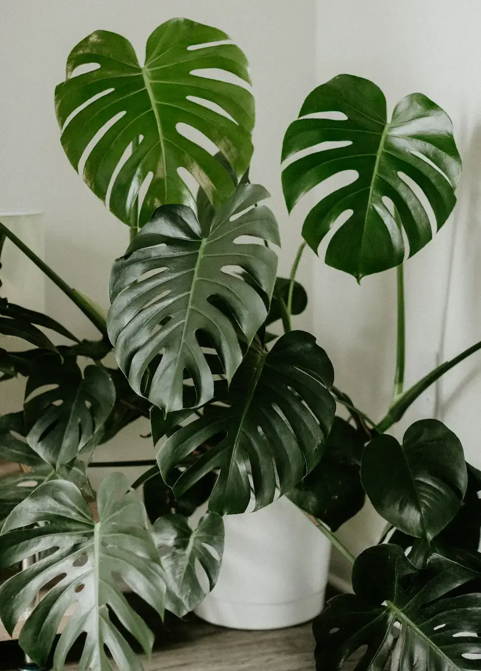 Monstera Deliciosa plant