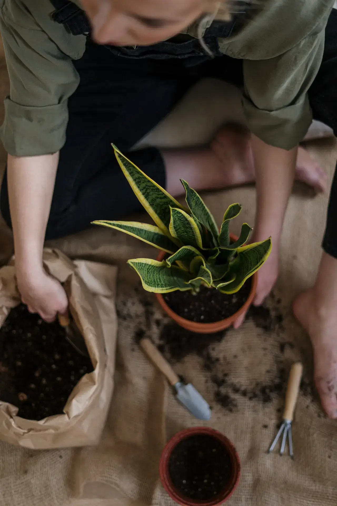 Woman repotting plants