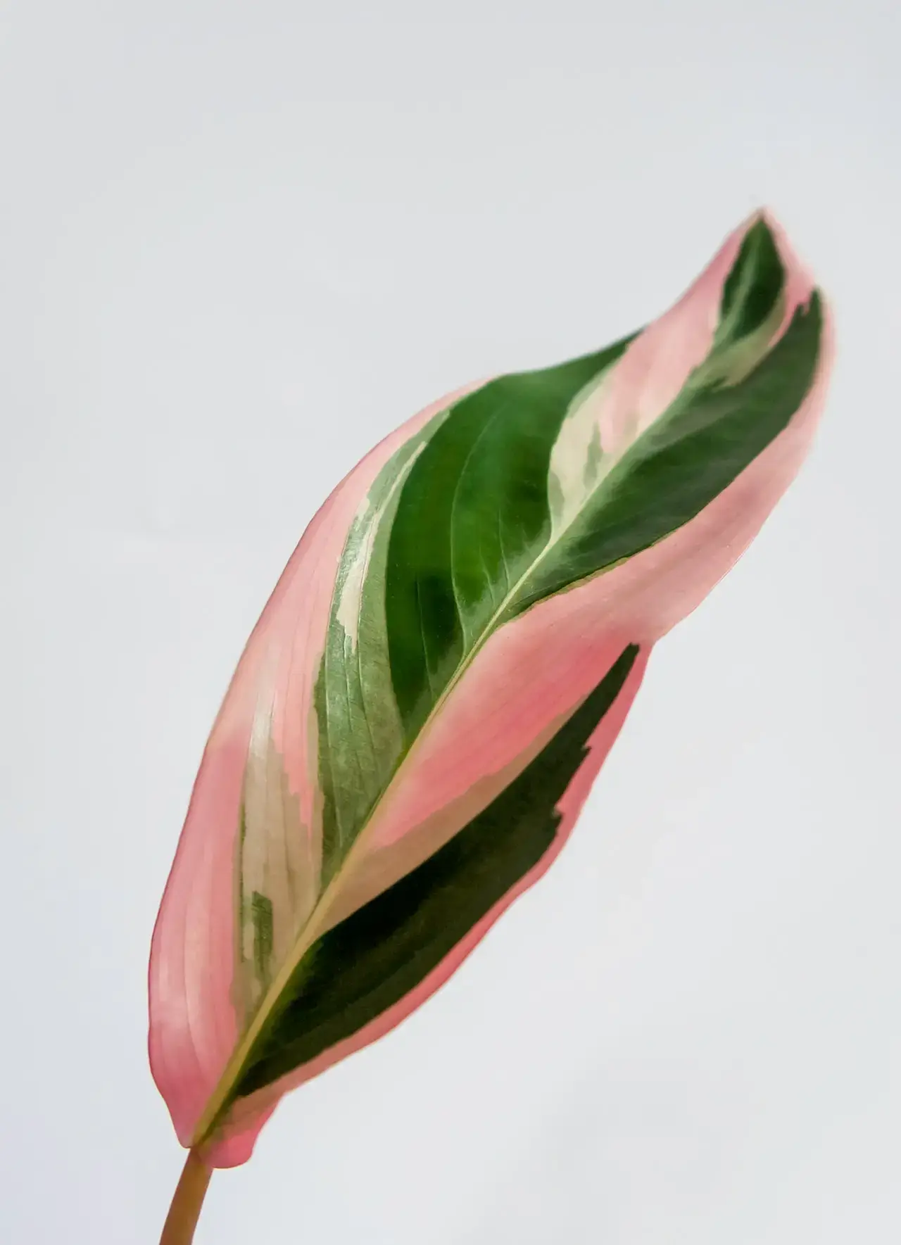 Stromanthe Thalia Tricolor plant