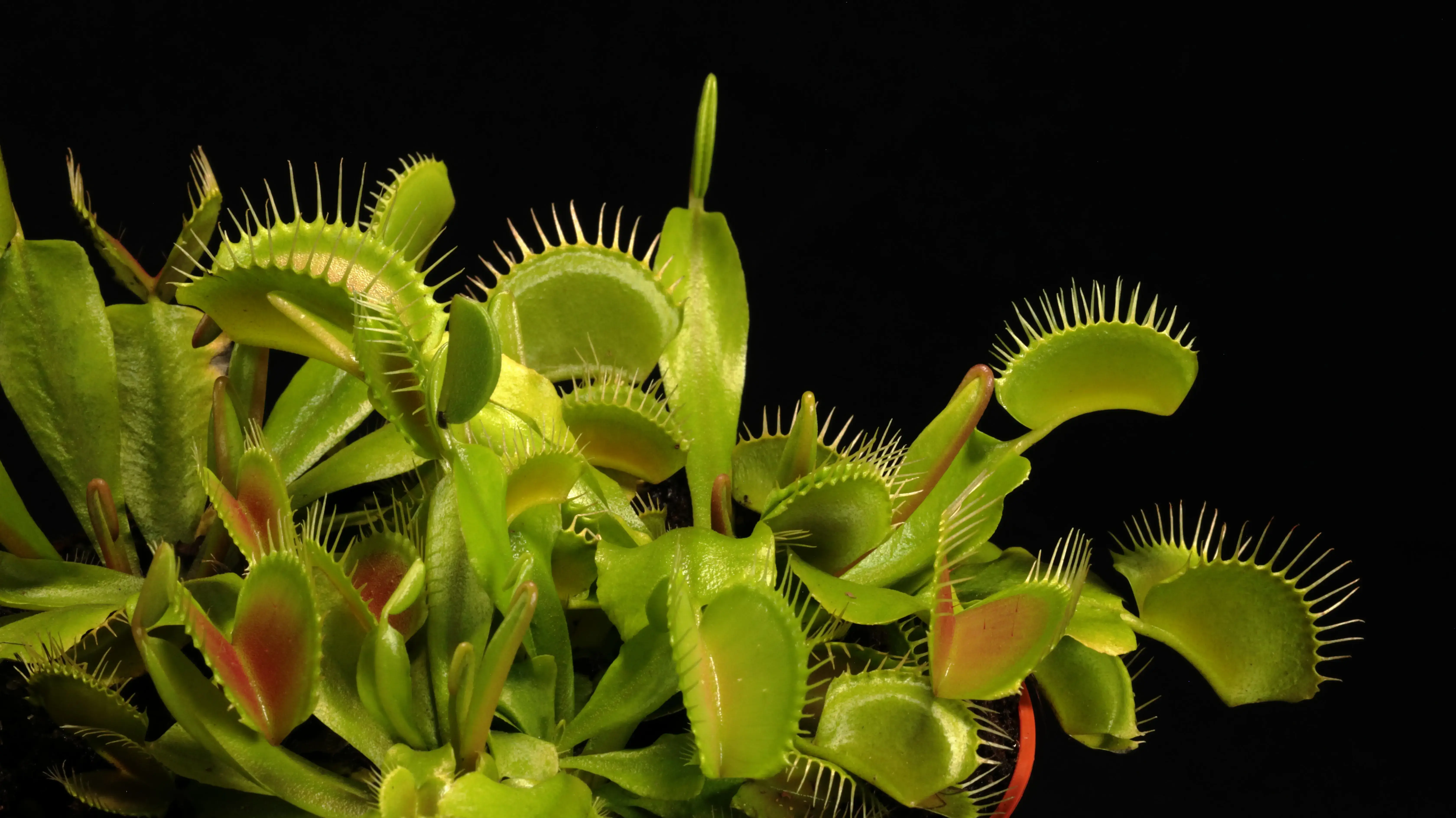 Carnivorous plant