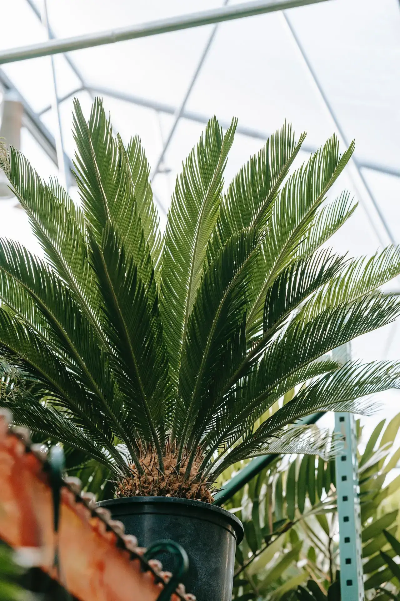 3 plantes qui ressemblent à un palmier HomoPlantus