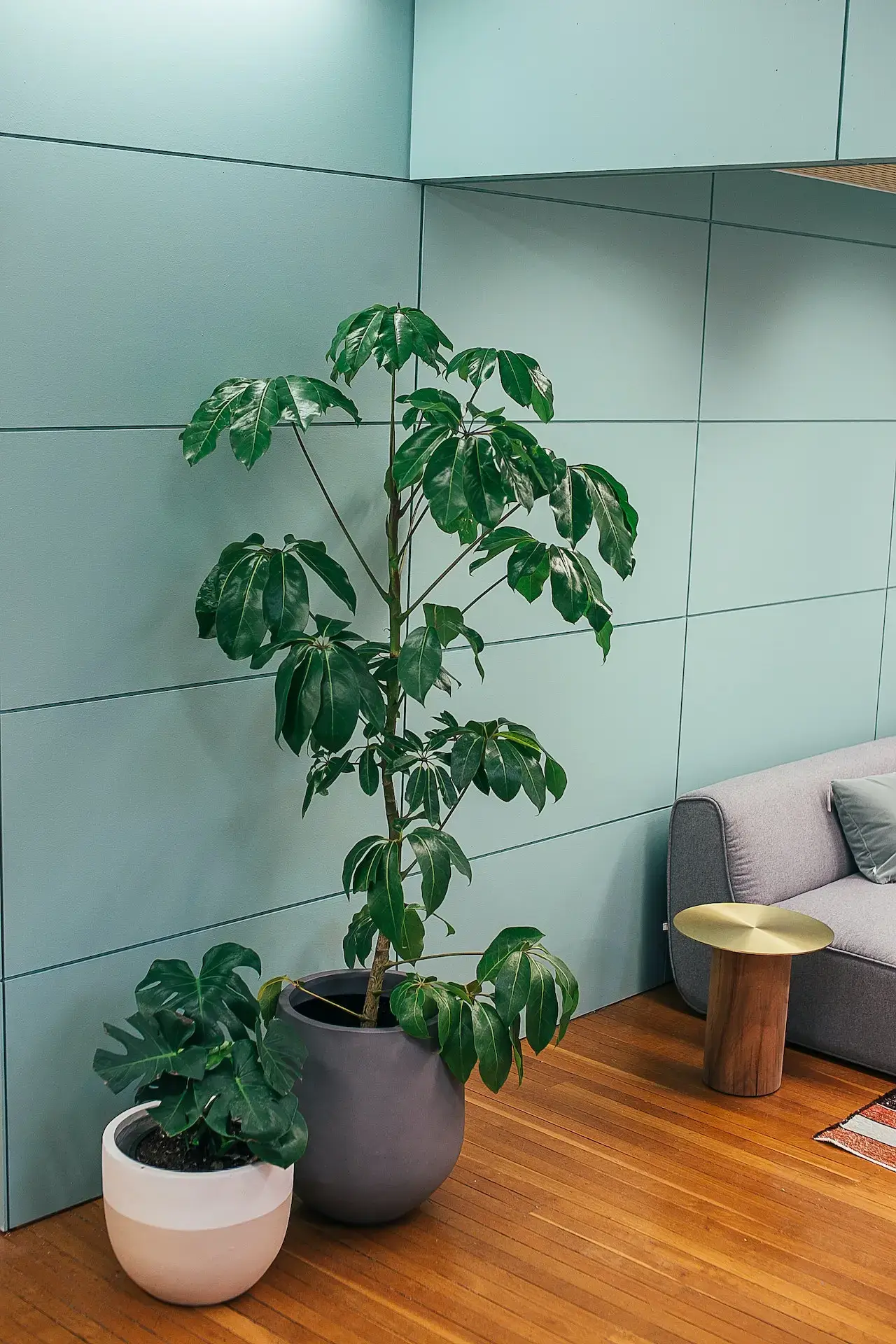 Schefflera Taiwaniana